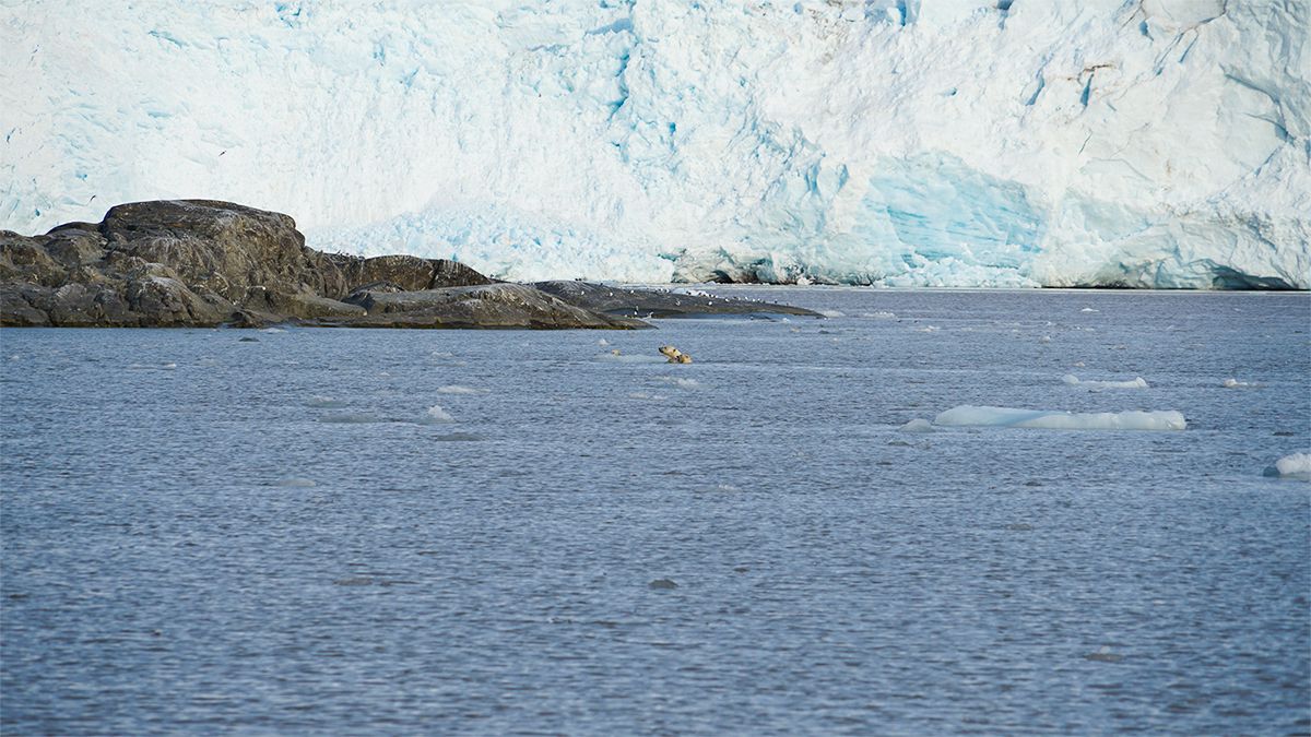 Eine Eisbärdame mit ihren beiden Jungen vor dem Gletscher von Nordenskjöld.