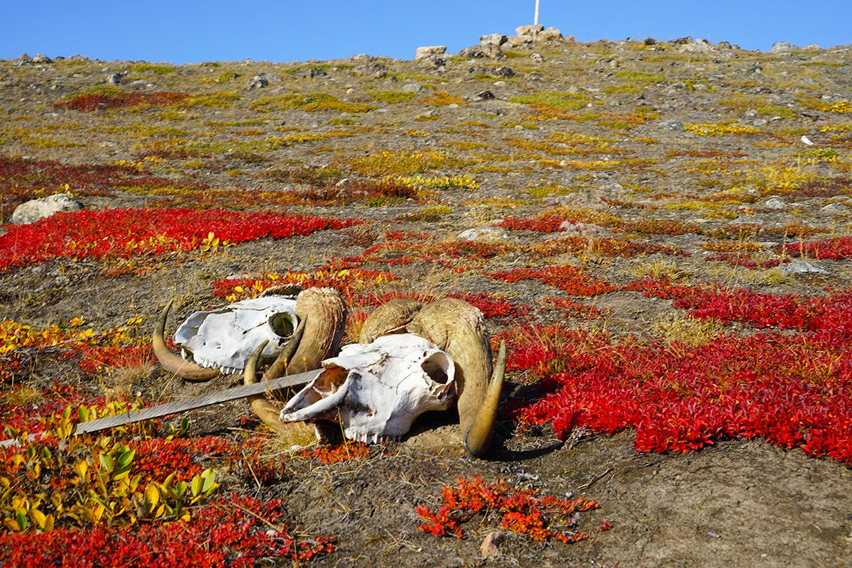 Moschusochsenschädel.